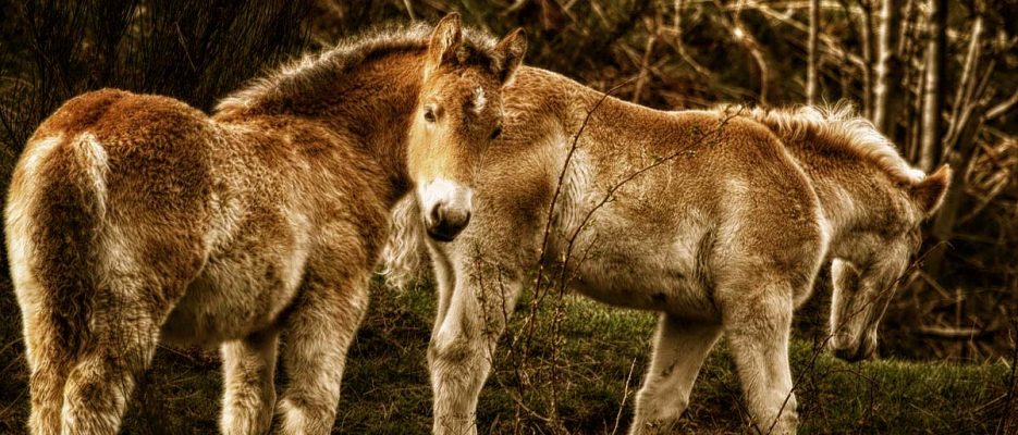 PARC NATURAL DE LES CAPÇALERES DEL TER I DEL FRESER
